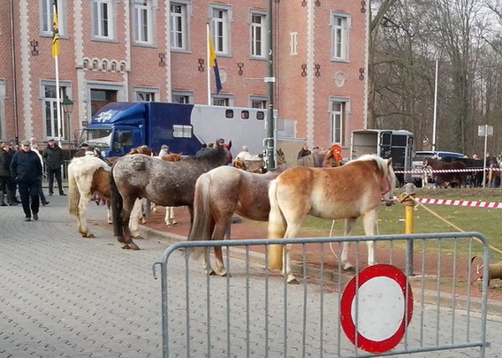 Editiepajot_dilbeek_paardenmarkt_foto_gerrit_achterland