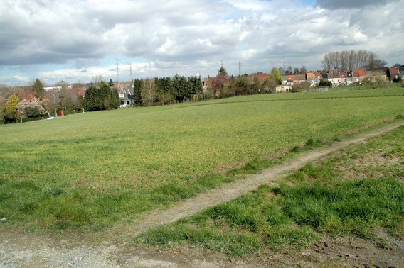 Buiwingen