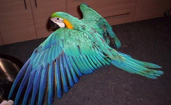 Blauwgele_ara_foto_editiepajot