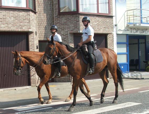 Editiepajot_liedekerke_cavalerie_foto_steven_walravens