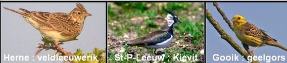 G_deschuyffeleer_collage_akkervogels1