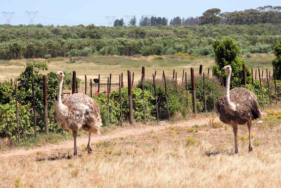 Editiepajot_zuid-afrika_27_willy_appelmans