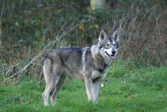 Editiepajot_asse_affligem_gezocht_saarlooswolfhond_foto_steven_walravens