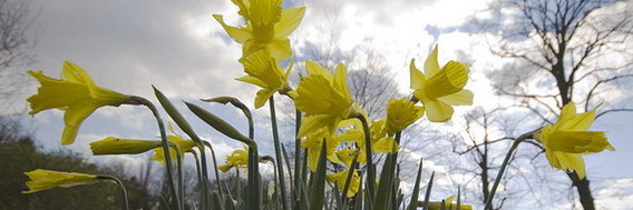 Editiepajot_beersel_paasbloemen_foto_editiepajot