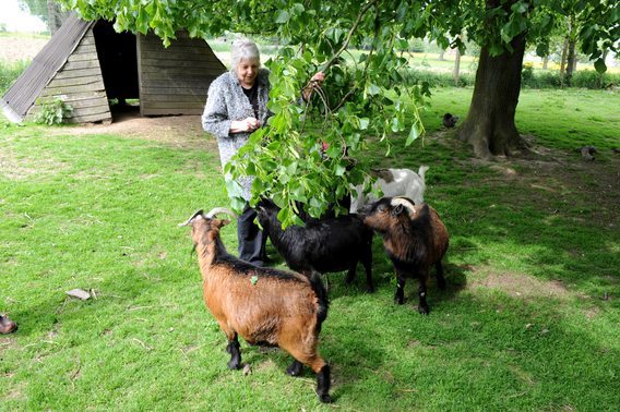 Colpaert_galmaarden_dieren_2