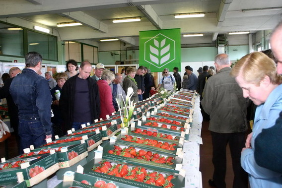 Editiepajot_roosdaal_aardbei_02_tom_vierendeels