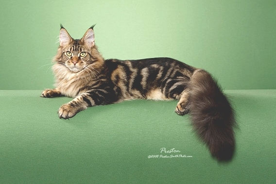 Editiepajot_roosdaal_pajocoons_foto_02_willy_appelmans