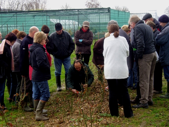 Editiepajot_roosdaal_snoeidemonstratie_foto_02_willy_appelmans