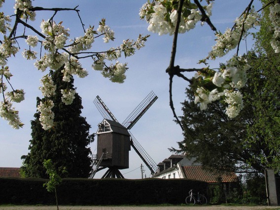 Editiepajot_roosdaal_johnallard_foto_02_willy_appelmans