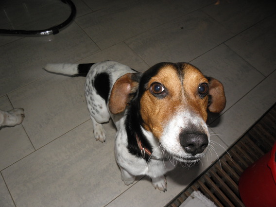 Editiepajot_galmaarden_gevonden_hond
