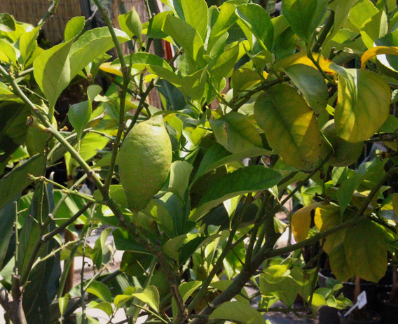 Editiepajot_roosdaal_palmeria_foto_05_willy_appelmans