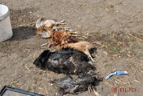 Editiepajot_dilbeek_dierenverwaarlozing_foto_blid__3_