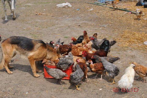Editiepajot_dilbeek_dierenverwaarlozing_foto_blid