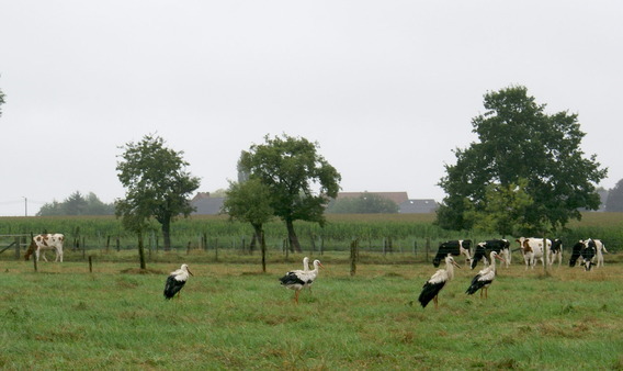 Ooievaars_kleine_breemstraat_16_aug_2010_-_deschuyffeleer__7_