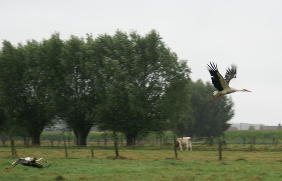 Ooievaars_kleine_breemstraat_16_aug_2010_-_deschuyffeleer__10_
