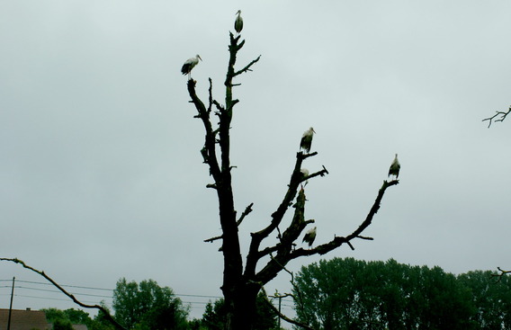 Ooievaars_kleine_breemstraat_16_aug_2010_-_deschuyffeleer__23_