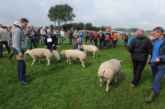 Editiepajot_galmaarden_schapen_1