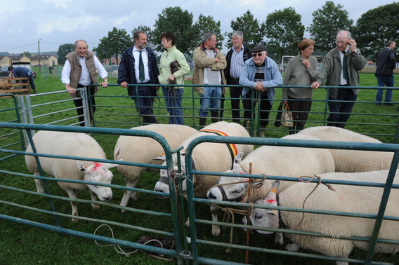 Editiepajot_galmaarden_schapen_2