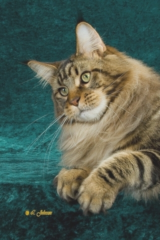 Editiepajot_roosdaal_pajocoons_foto_04_willy_appelmans