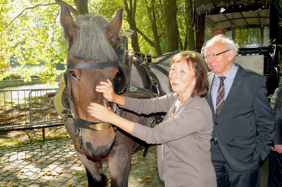 Leeuw_swinnen_paard_