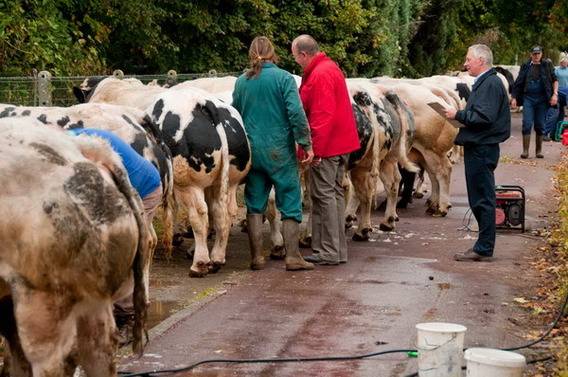 Editiepajot_liedekerke_jaarmarkt_2010_verslag_foto_jacky_delcour