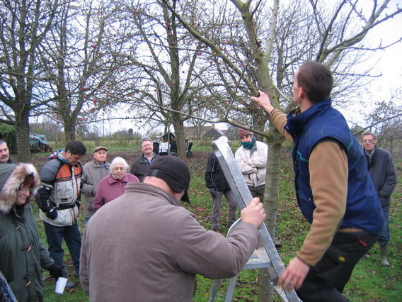 Editiepajot_pepingen_snoieien_foto_donald_stockmans