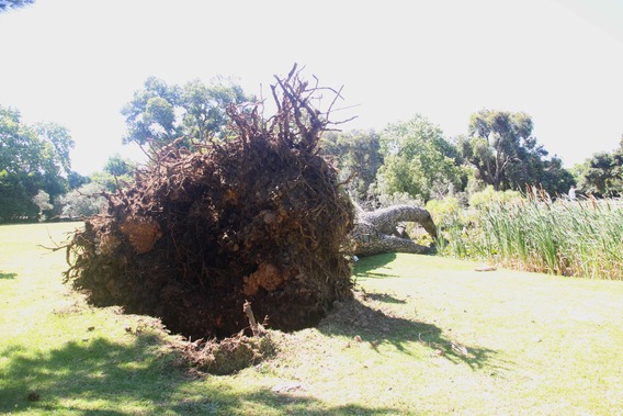 Editiepajot_roosdaal_boom_foto_03_willy_appelmans
