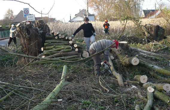 Editiepajot_asse_knotten_wilgen_foto_frans_roggeman