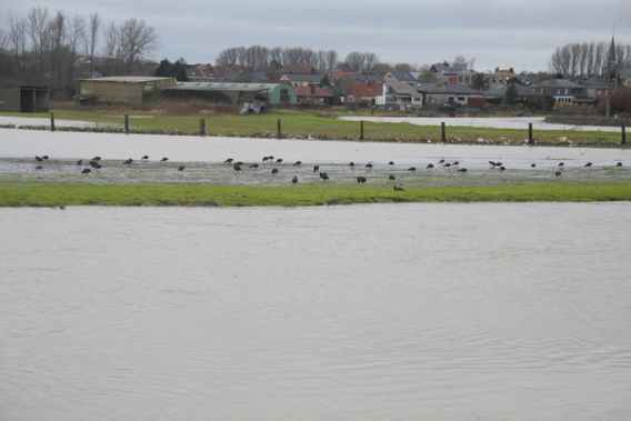 Editiepajot_roosdaal_wateroverlast_foto_07_willy_appelmans