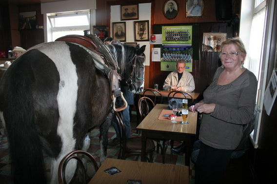 Editiepajot_ternat_lombeek_paard_op_cafe_foto_guido_van_cauwelaert