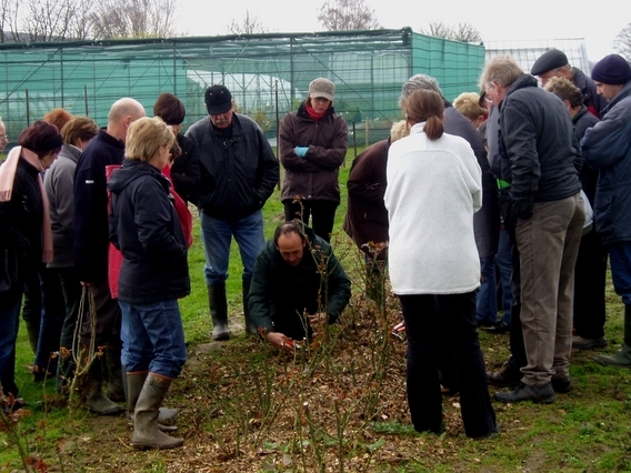 Editiepajot_roosdaal_snoeidemonstratie_foto_02_willy_appelmans