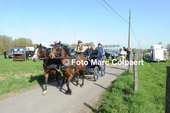 Editiepajot_gooik_paarden_3_bewerkt