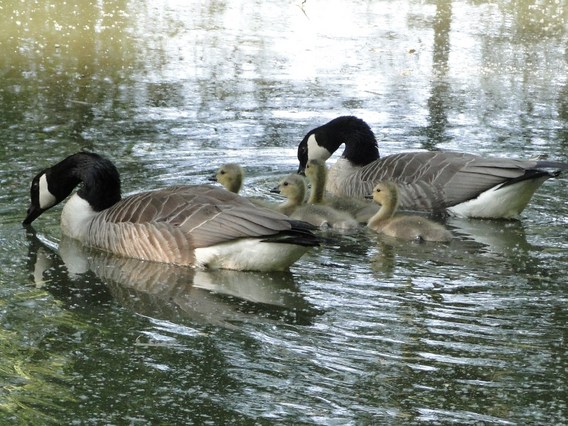 Familie_gans_21_mei_-_deschuyffeleer__6_