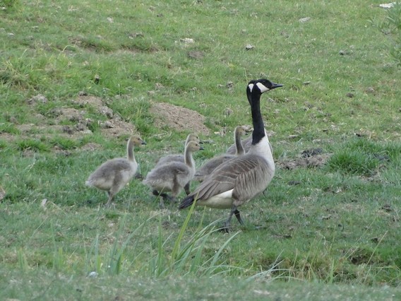 Ganzen_5_juni_2011_-_deschuyffeleer__1_