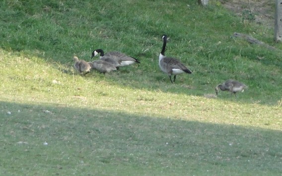 Ganzen_5_juni_2011_-_deschuyffeleer__10_