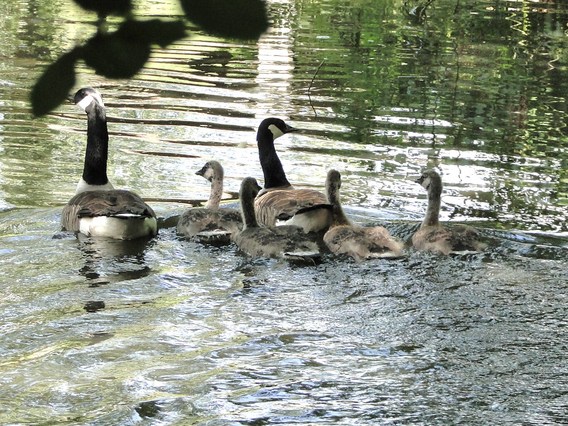 Ganzen_18_juni_-_deschuyffeleer__4_