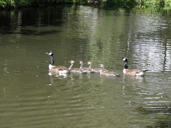 Ganzen_18_juni_-_deschuyffeleer__5_