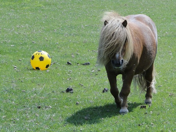 Van__t_klaverbos_-_aug_2011_-_deschuyffeleer__26_