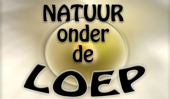 Editiepajot_dilbeek_natuur_onder_de_loep_foto_ep