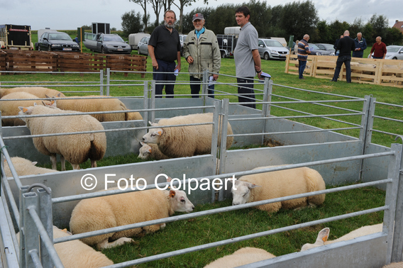 Editiepajot_galmaarden_schapen_2_foto_marc_colpaert