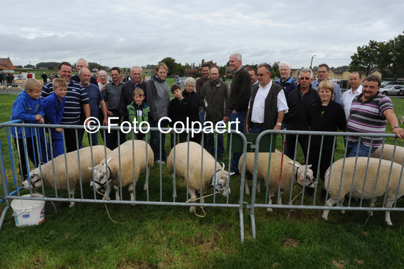 Editiepajot_galmaarden_schapen_1_foto_marc_colpaert