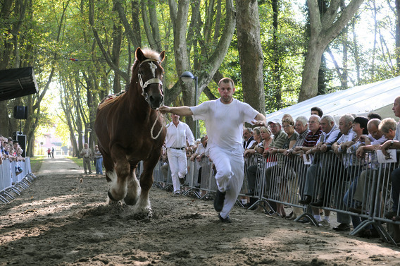 Editiepajot_spl_paarden_1_i_f