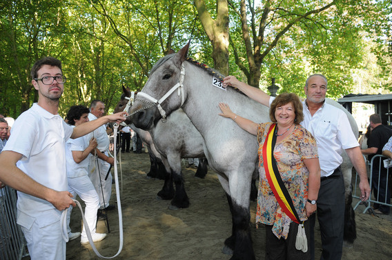 Editiepajot_spl_paarden_2_i_f