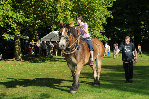 Editiepajot_spl_paarden_3_i_f