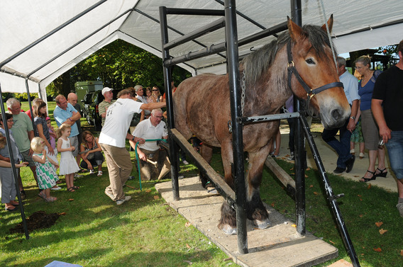 Editiepajot_spl_paarden_4_i_f