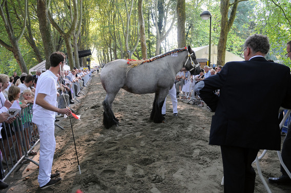 Editiepajot_spl_paarden_5_i_f