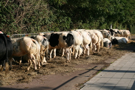 Editiepajot_liedekerke_jaarmarkt_2011_verslag_foto_jacky_delcour