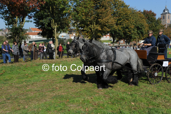 Editiepajot_galmaarden_dag_van_trekpaard_foto_marc_colpaert