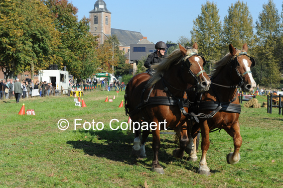 Editiepajot_galmaarden_dag_van_trekpaard_2_foto_marc_colpaert