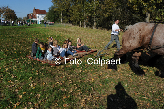 Editiepajot_galmaarden_dag_van_trekpaard_3_foto_marc_colpaert